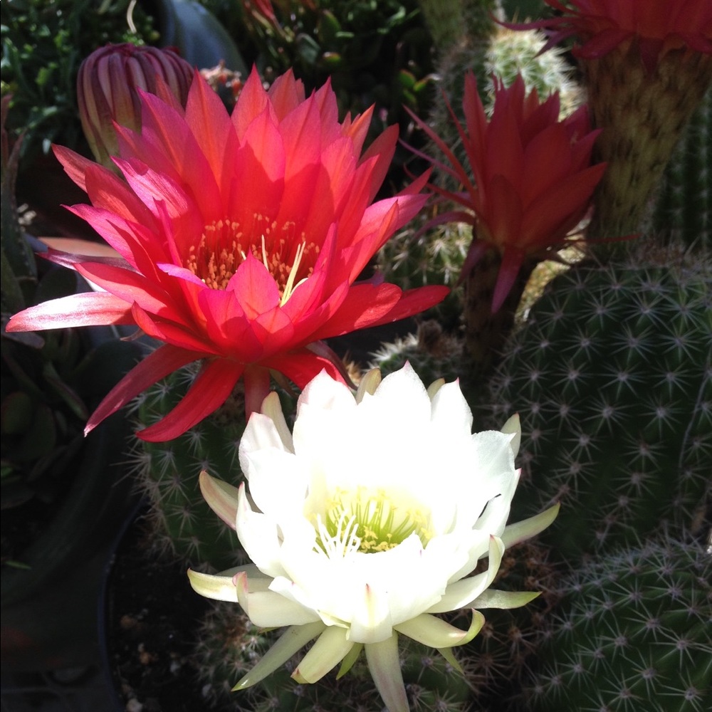 Meet your Posher, Freya